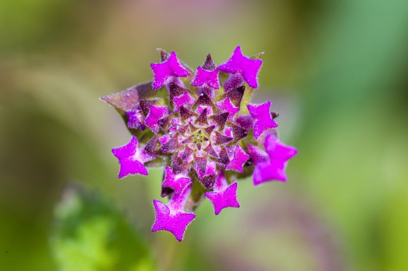 lantana sellowiana prima della fioritura