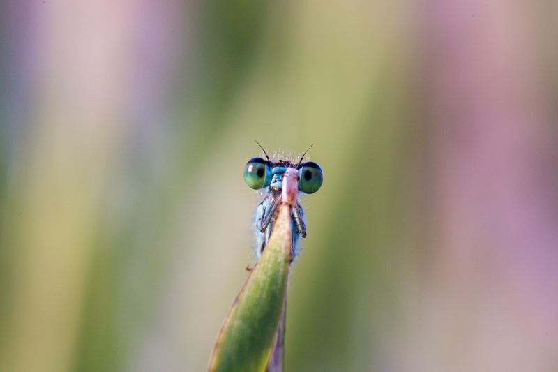 gli occhi della damigella - fotocamera