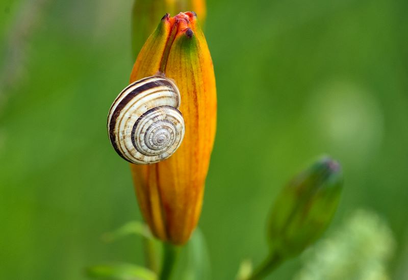 forme e colori