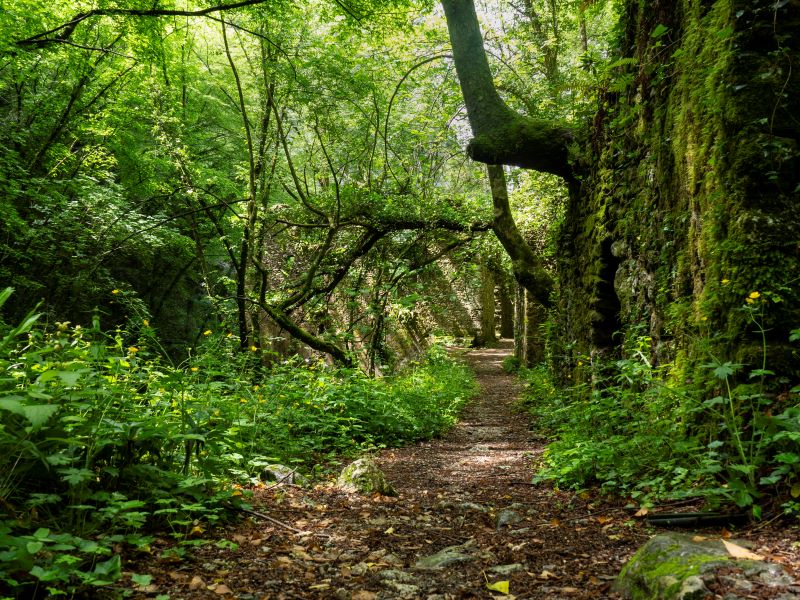 bosco di candalla in primavera