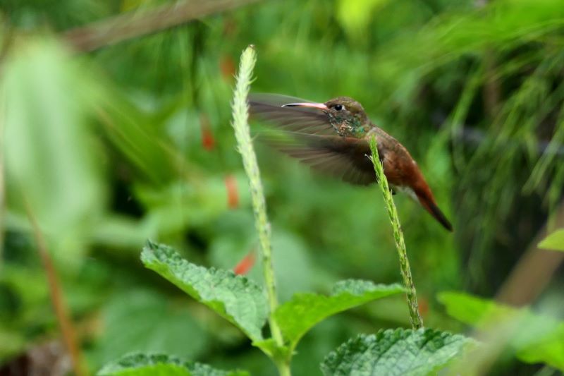 il volo del colibri'