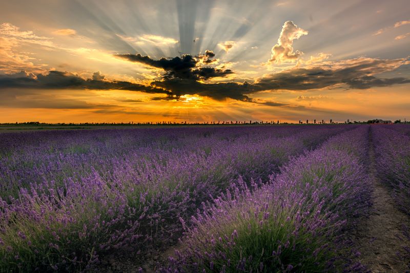 profumi e colori