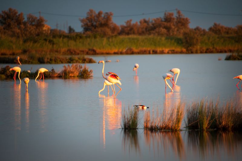 armonia nelle valli di comacchio