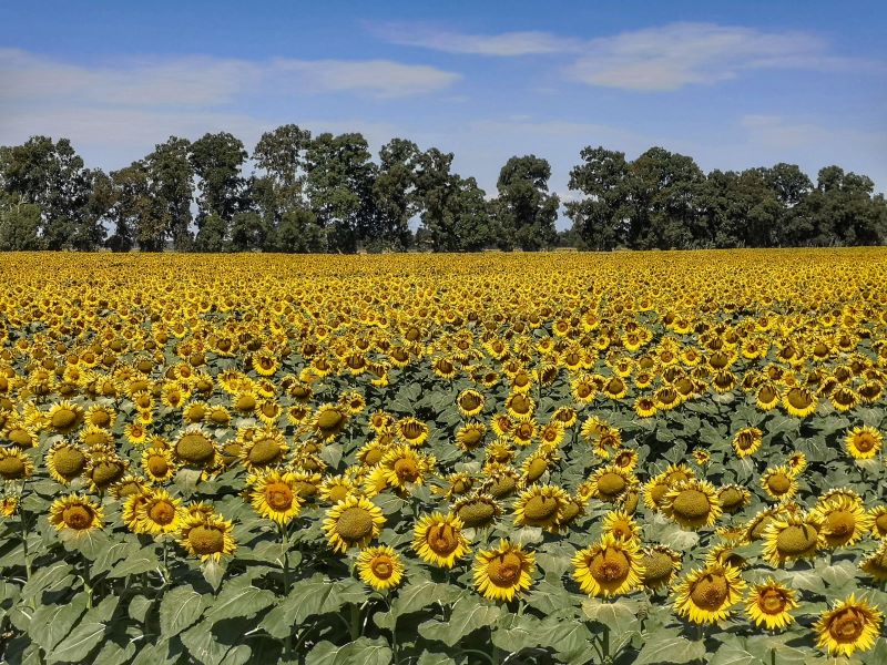 girasoli