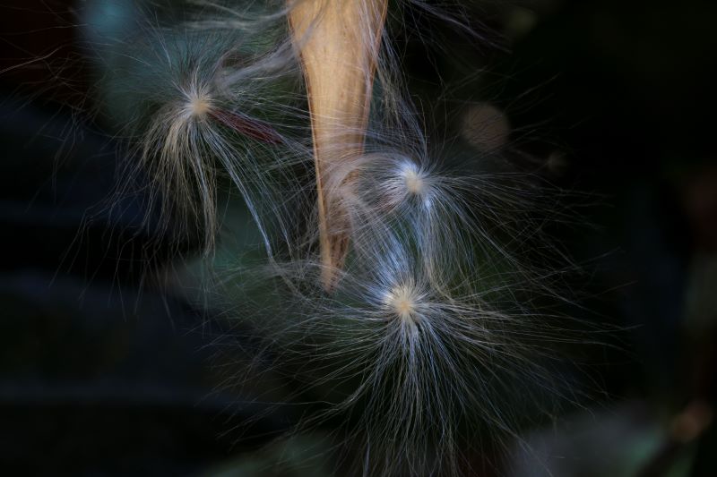 semi di gelsomino alla luce naturale