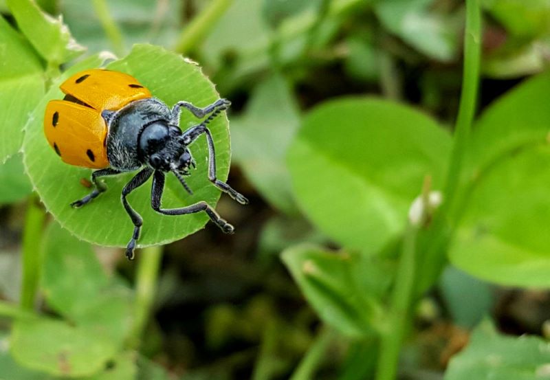 coccinella su una foglia