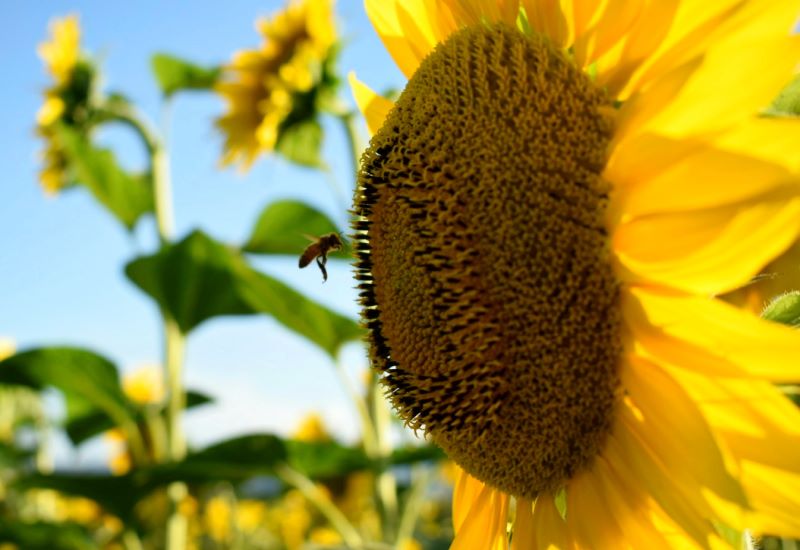 in volo verso il girasole