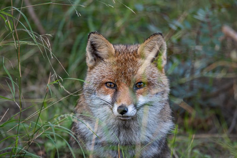 dolce sguardo