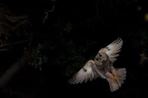 gufo durante la caccia notturna