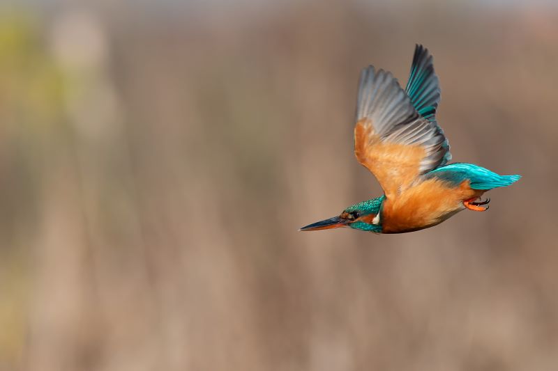 martin pescatore in volo