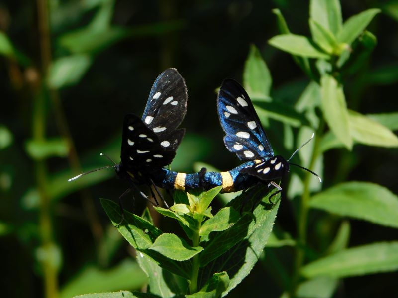 amori scandalosi