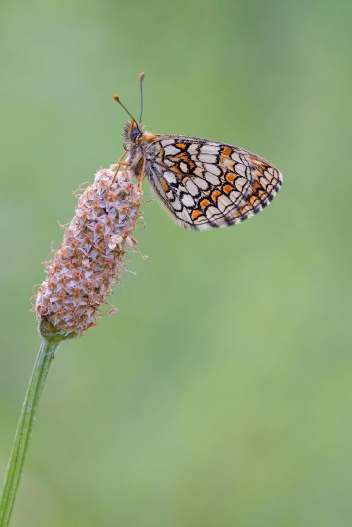 melitaea prima del sorgere del sole