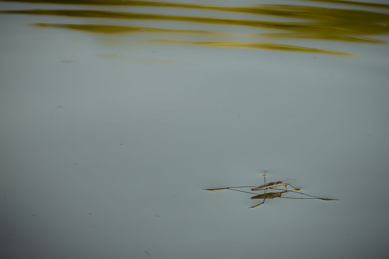 a pelo d'acqua