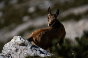 la silenziosa armonia dello sguardo