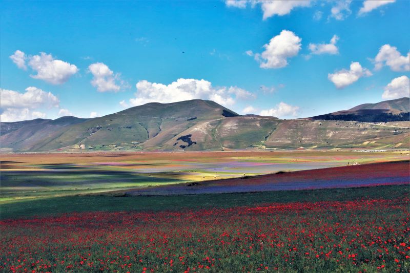 fioritura 2020 a castelluccio di norcia