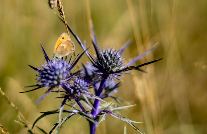 il cardo e la farfalla