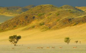 antilopi springboks