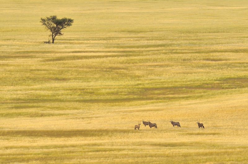 gruppo di orici e acacia solitaria