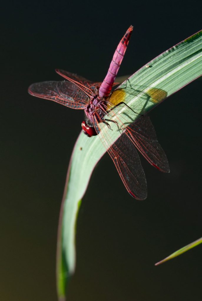 libellula