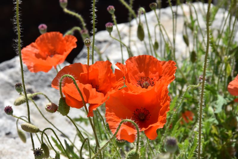 tocchi di colore sui muretti a secco della mia terra