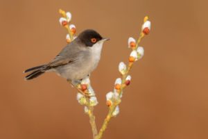 occhiocotto su ramo fiorito di salice