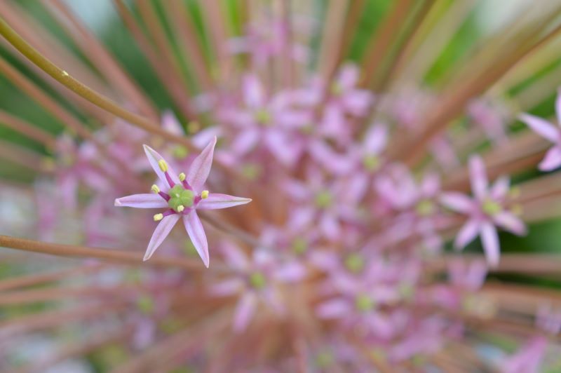 esplosione rosa