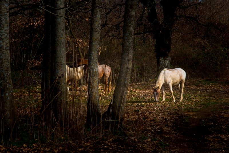 cavalli al pascolo