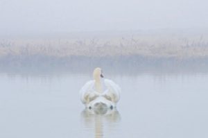 cigno d'autunno