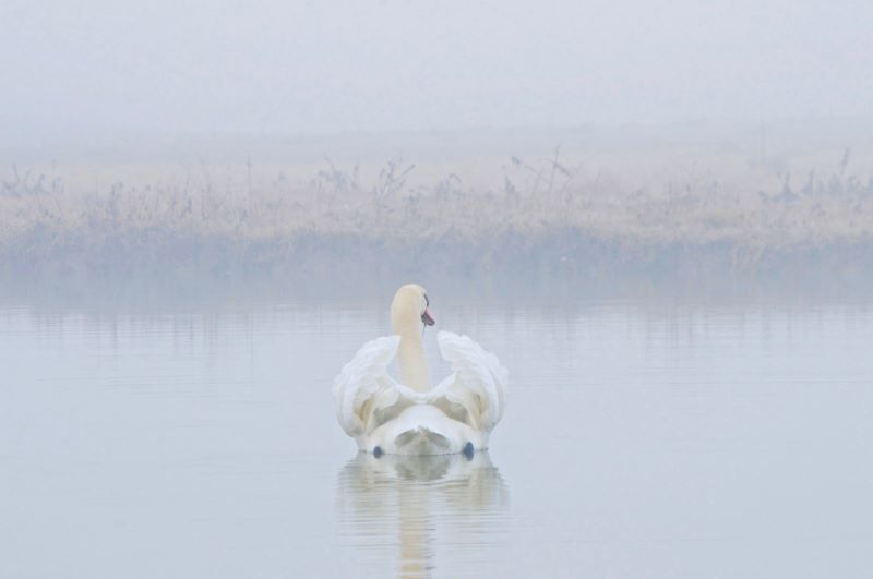 cigno d'autunno