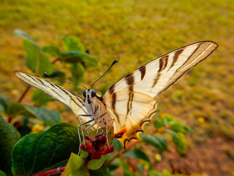 grazia ed eleganza