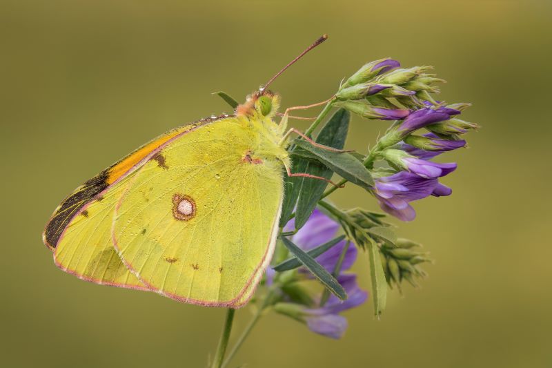 Colias Crocea