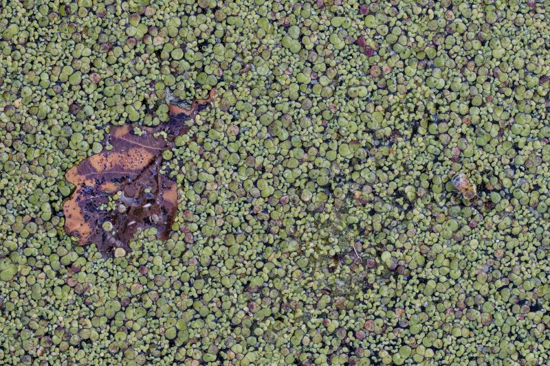 Pattern d'autunno