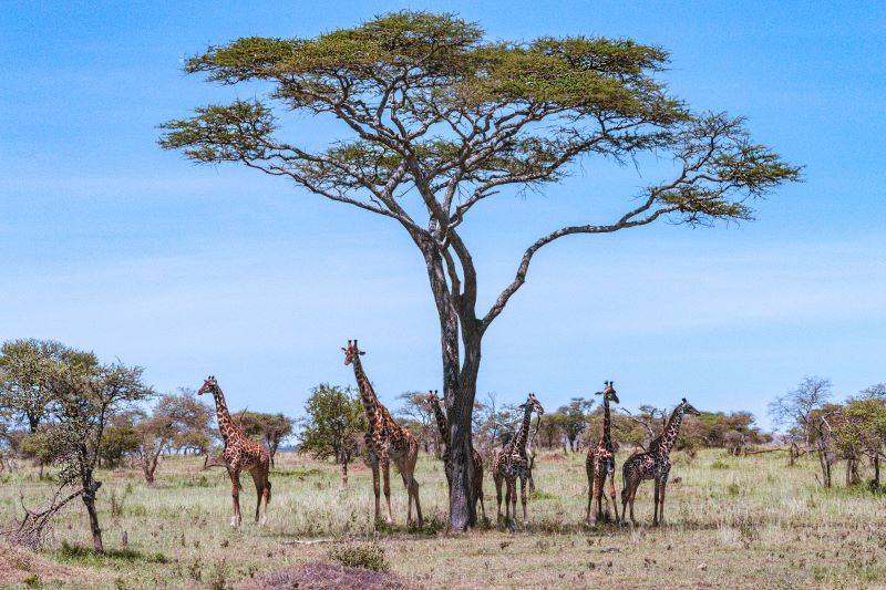 Raduno all'ombra dell'acacia