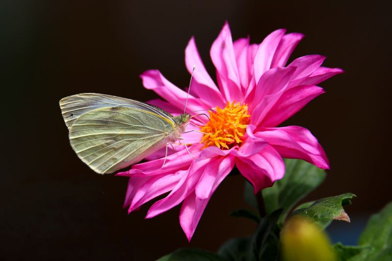 La farfalla e la dahlia