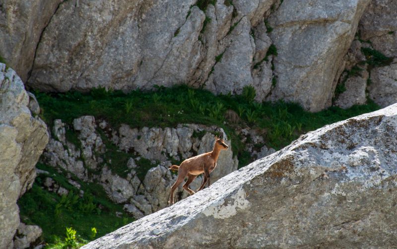 Solitario tra le rocce