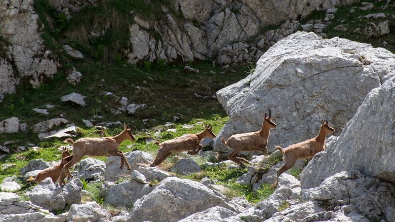 Il regno dei camosci