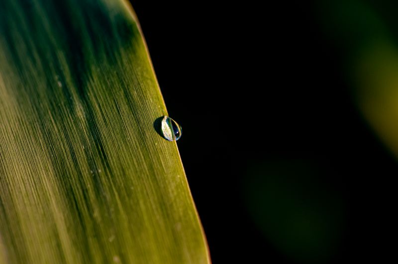 l'essenza della natura