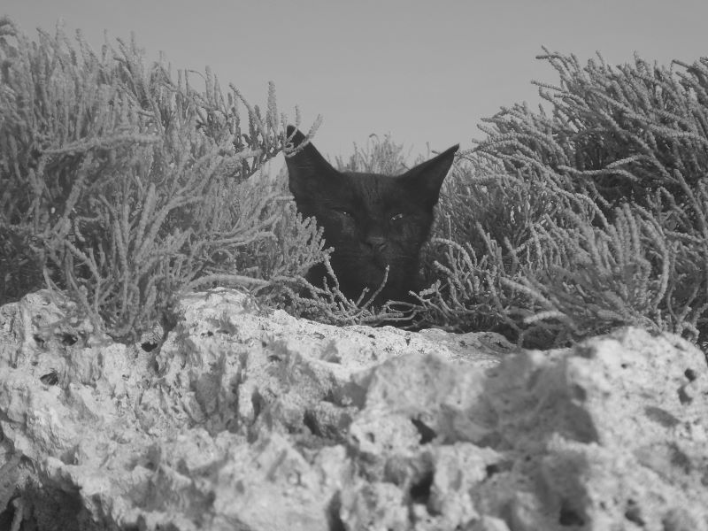 The Stray of Mallorca