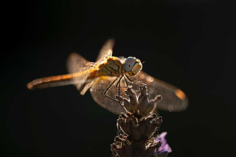 Libellula