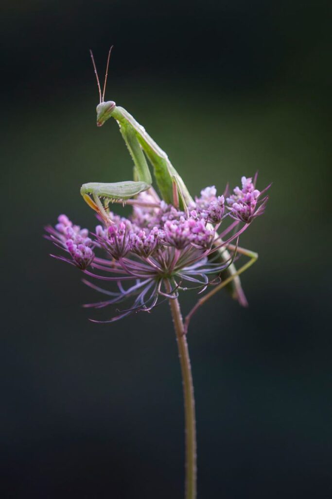 Mantis religiosa