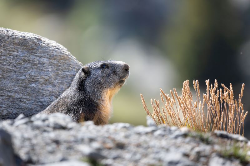 Marmotta