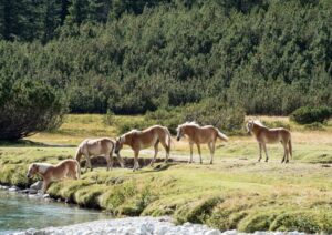 Cavalli all'abbeveraggio