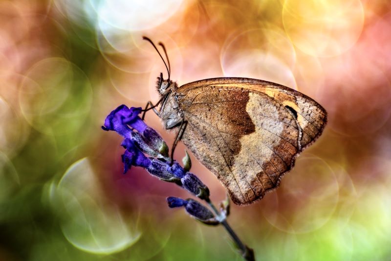 Il colore della natura