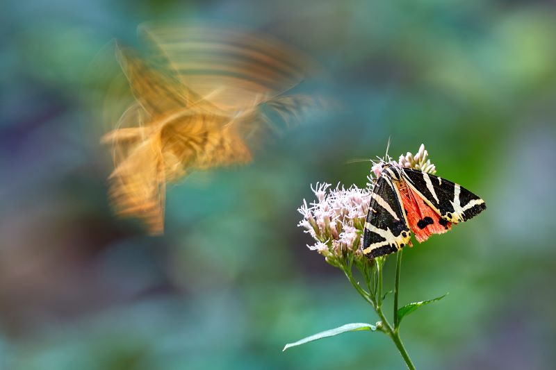 Ali per volare