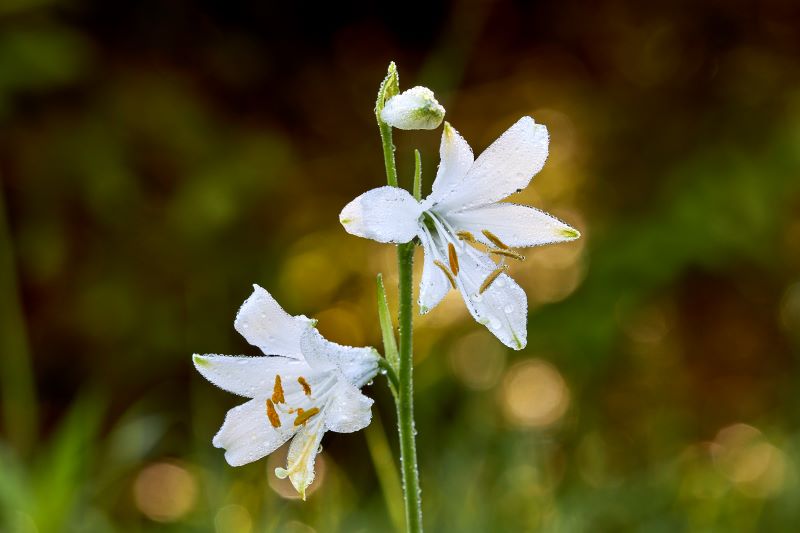 La rugiada … quando i fiori lacrimano