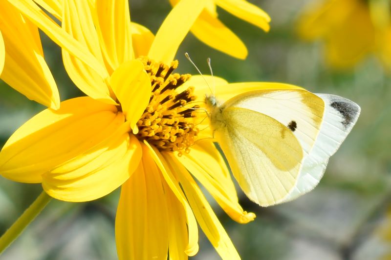 Quando fiore e farfalla si fondono e confondono