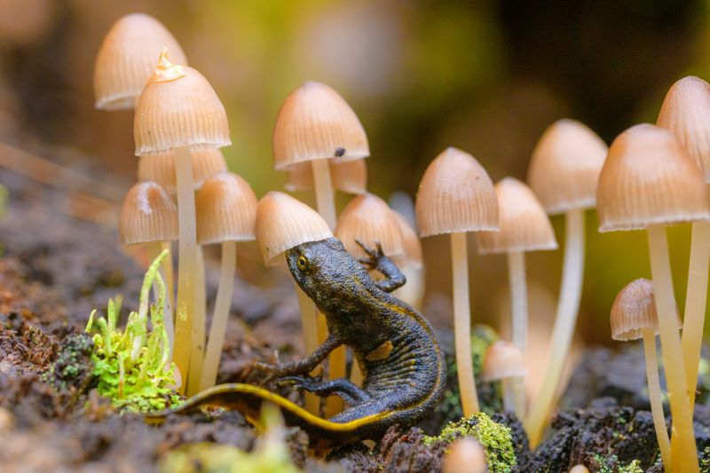 Tritone ficcanaso in mezzo ad una famiglia di Mycena epipterygia