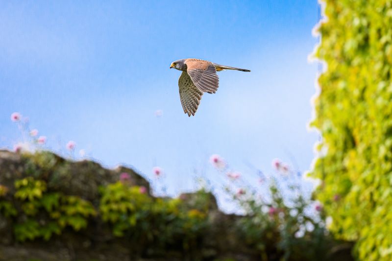 Gheppio in volo alla ricerca di cibo