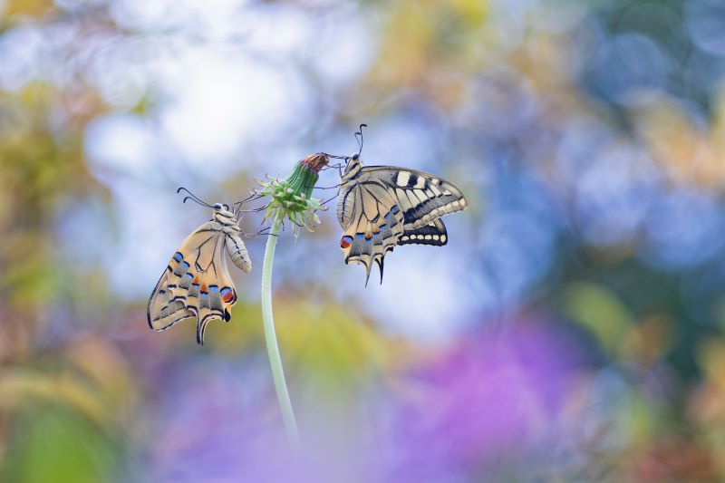 Papilio machaon