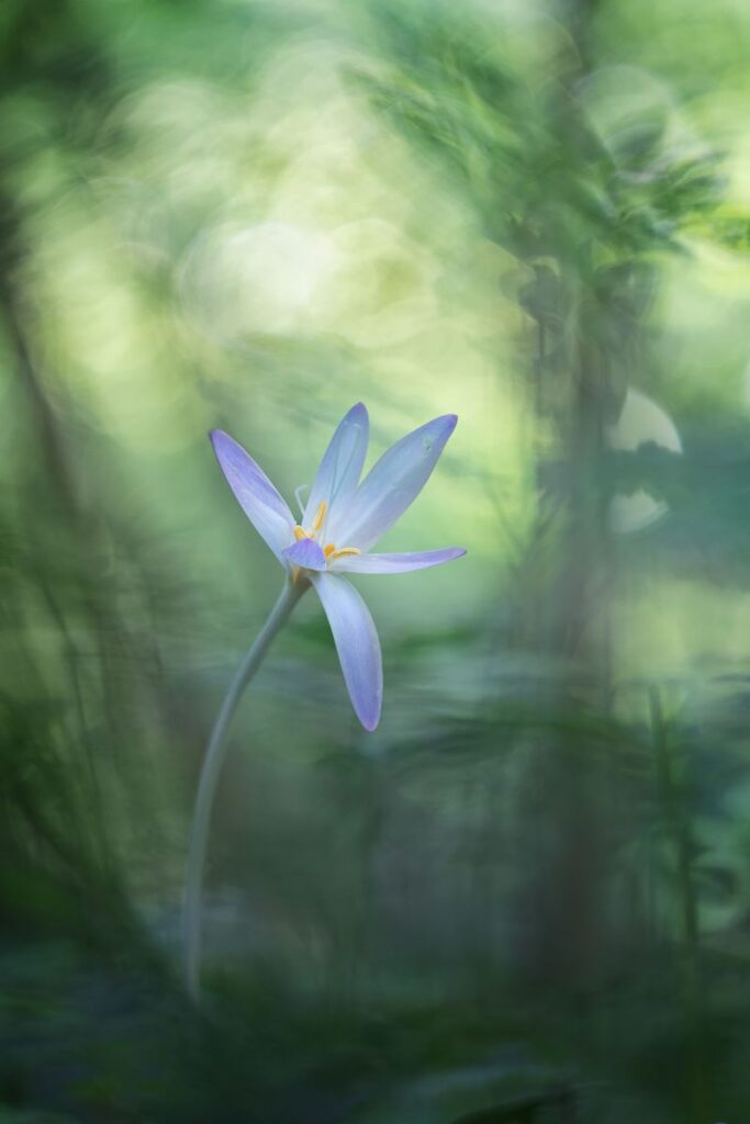 Autumn in the undergrowth